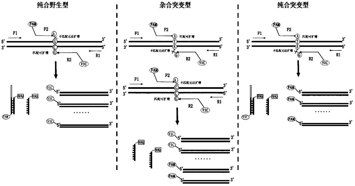 Human hepatic fibrosis and liver cancer risk gene TNF-alpha polymorphism detection kit and preparation method and application thereof