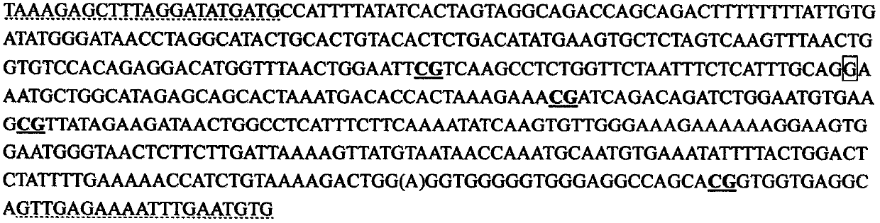 SMN gene main transition region DNA amplification method
