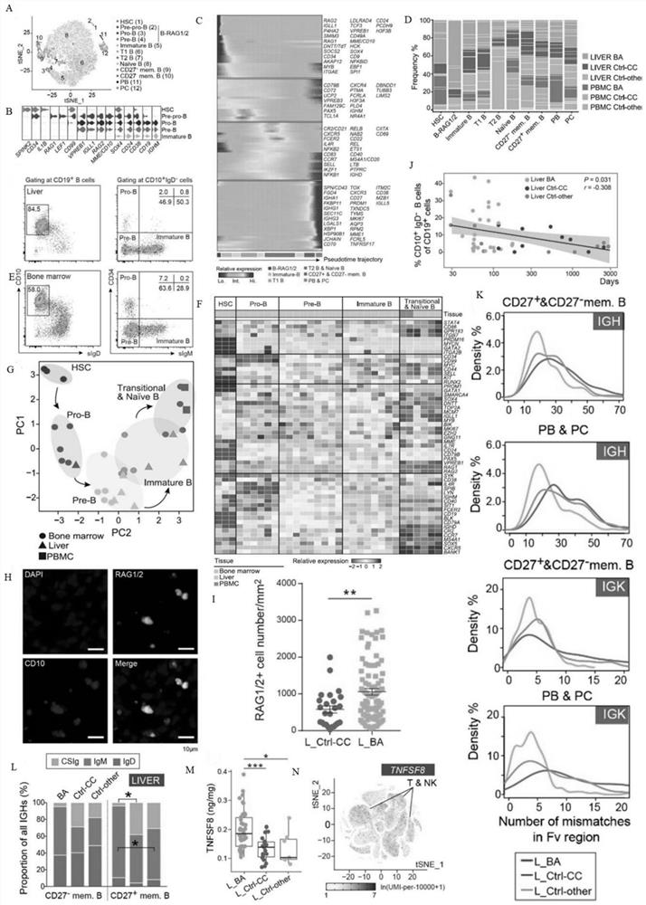 Application of reagent for inhibiting MHC-I and/or II signaling pathway in treatment of biliary atresia