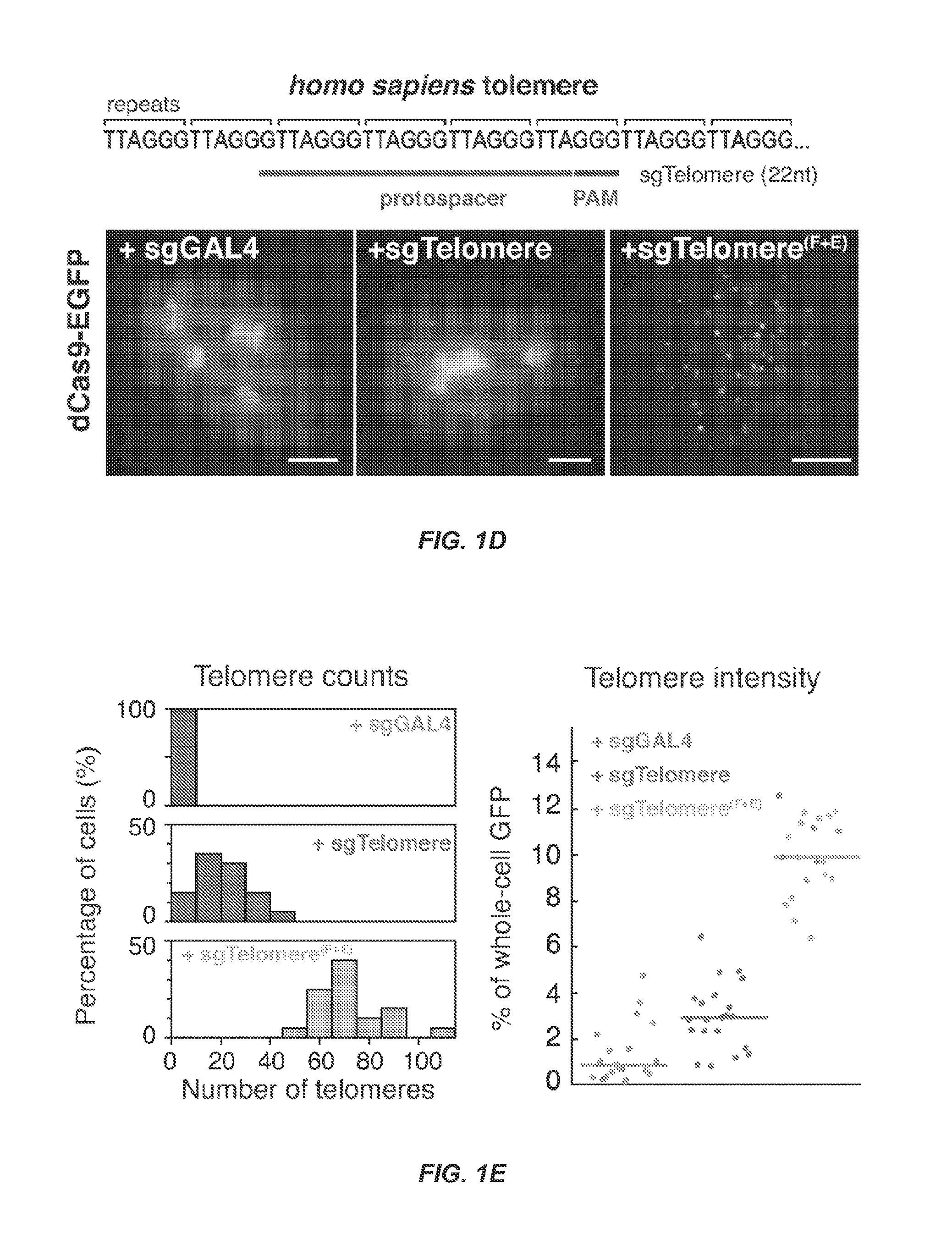 Optimized small guide rnas and methods of use
