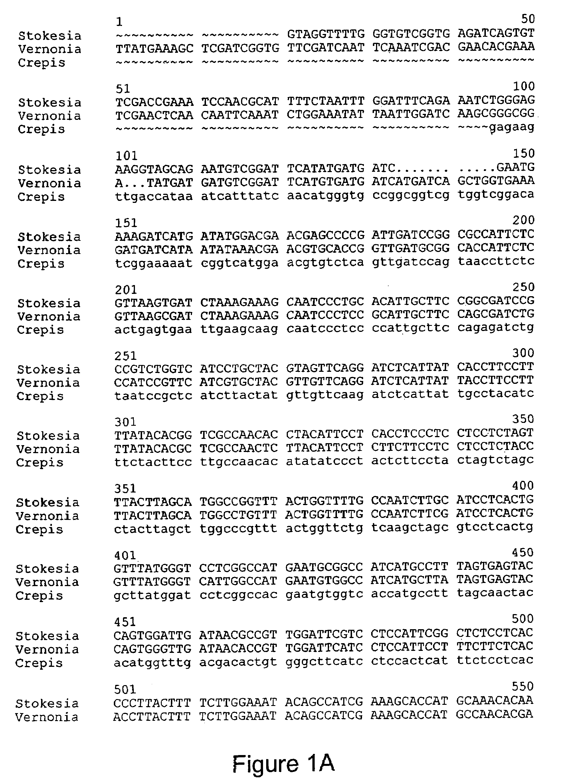 Recombinant Stokesia epoxygenase gene