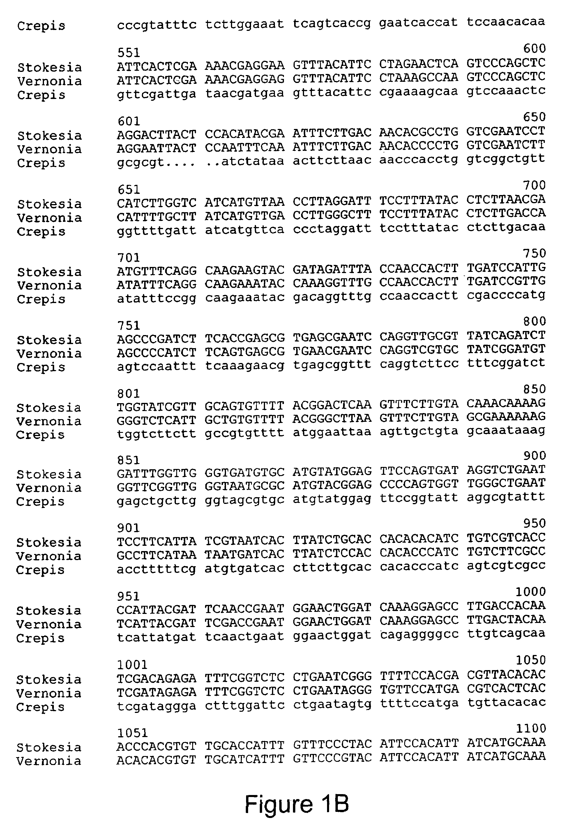 Recombinant Stokesia epoxygenase gene