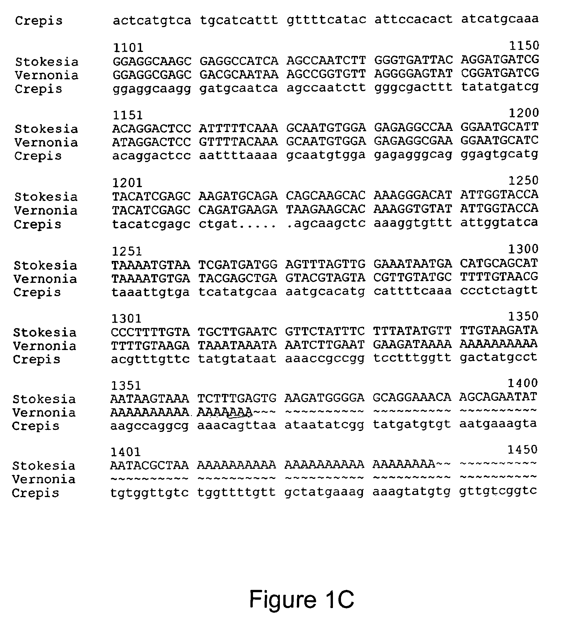 Recombinant Stokesia epoxygenase gene