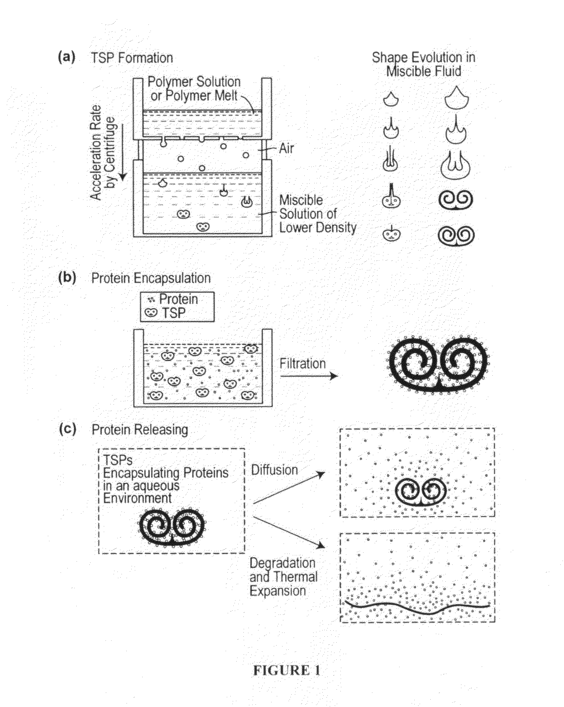 Self-Assembled Toroidal-Spiral Particles and Manufacture and Uses Thereof