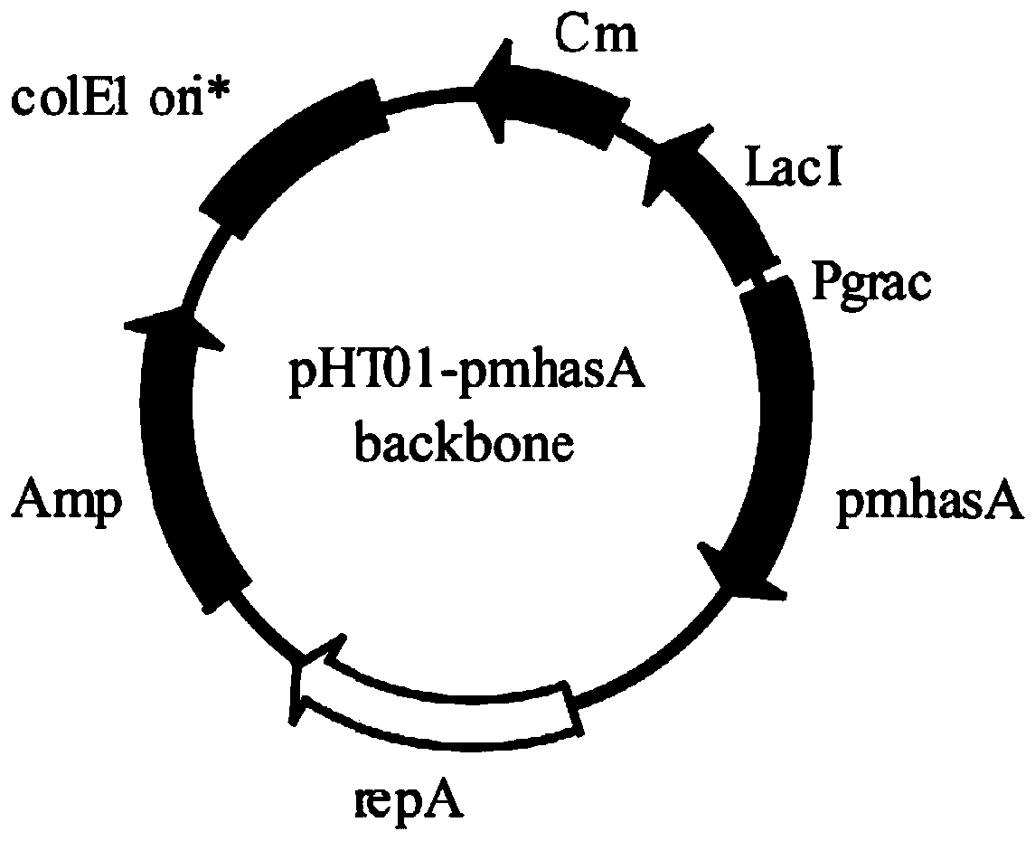 Method for constructing recombinant bacillus subtilis with high-yield hyaluronic acid oligosaccharide
