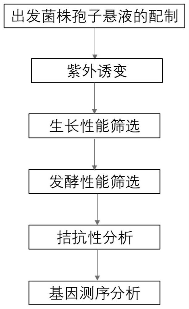 A strain of Inonotus obliquus obtained by ultraviolet mutagenesis