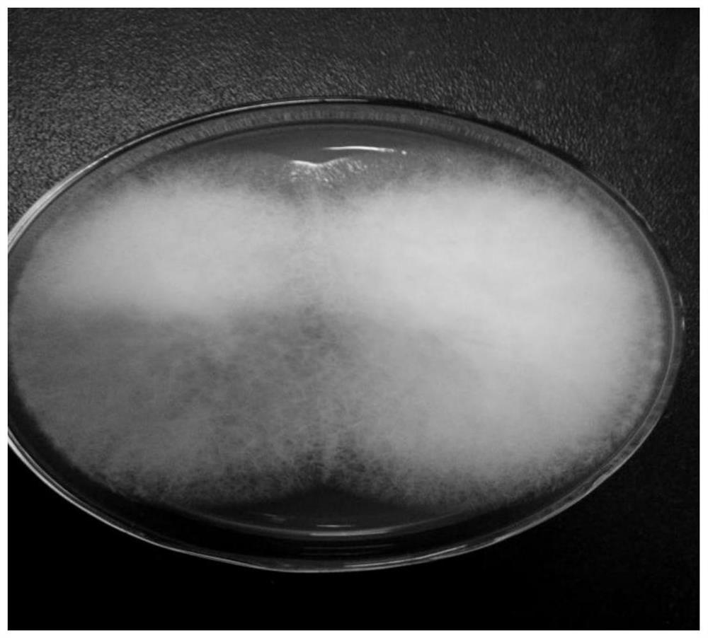 A strain of Inonotus obliquus obtained by ultraviolet mutagenesis