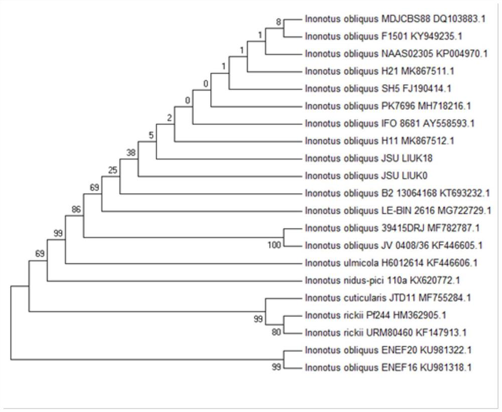 A strain of Inonotus obliquus obtained by ultraviolet mutagenesis