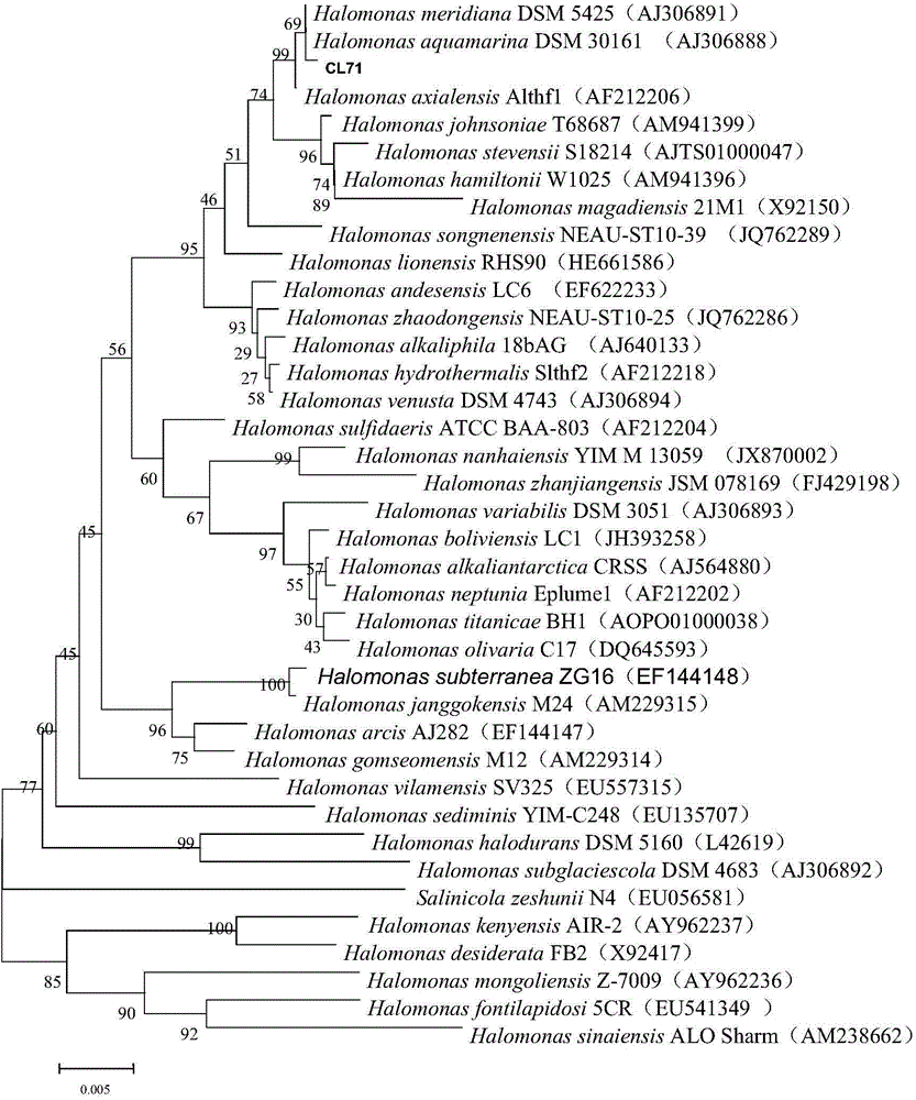 Halomonas axialensis and application thereof in degrading of decabromodiphenyl ether