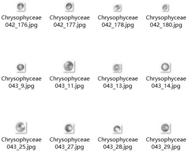 Chlorella and chrysophyceae classification and identification method based on image feature deep learning