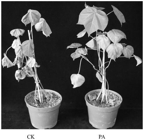 Plant drought-resistant agent and application thereof