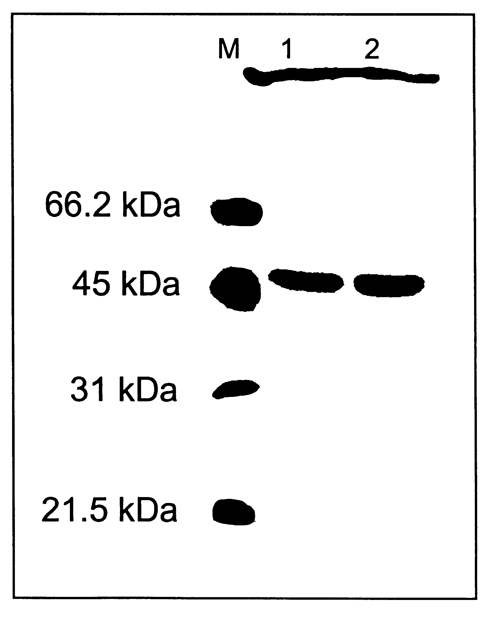 Aminopeptidase derived from Bacillus licheniformis and process for preparation of natural type proteins