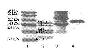 Recombinant lamprey lysin as well as preparation method and application thereof in preparing antithrombotic medicament