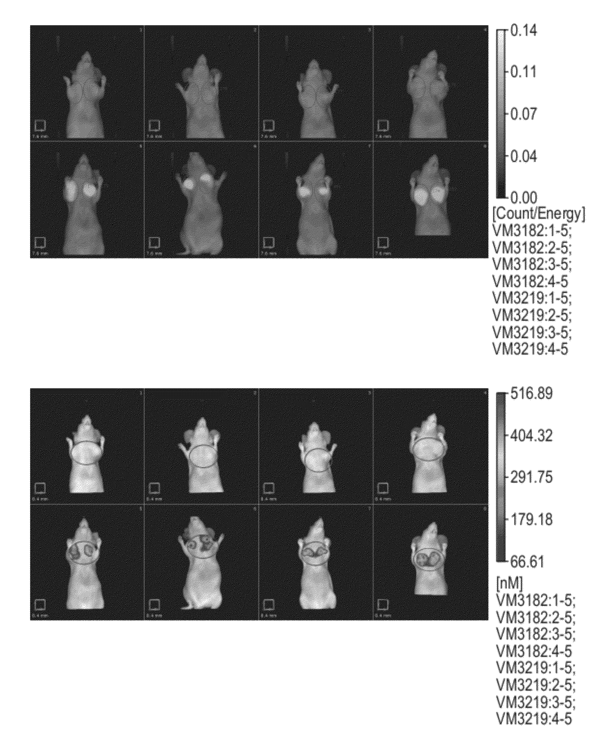 Carbonic Anhydrase Targeting Agents and Methods of Using Same