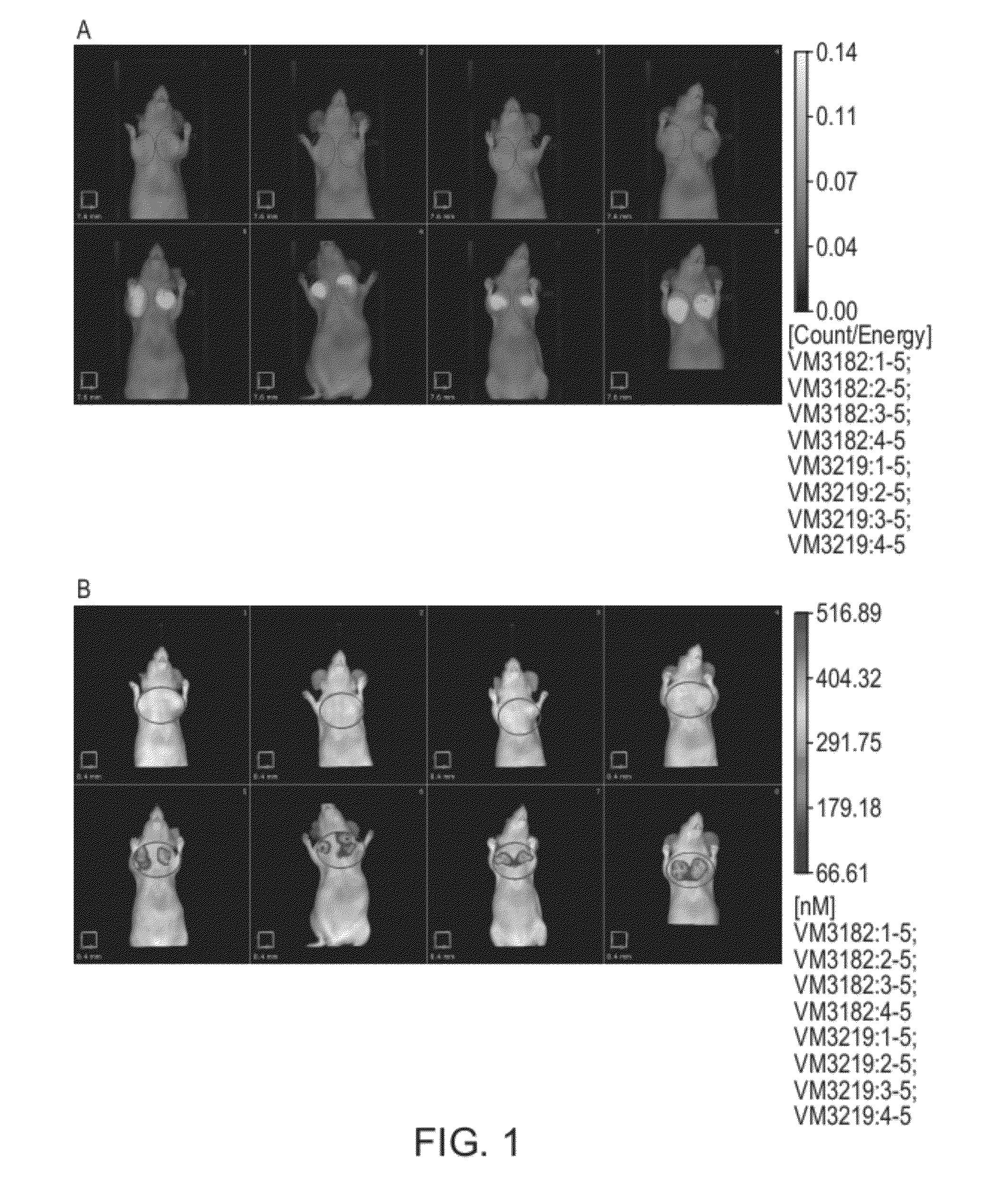 Carbonic Anhydrase Targeting Agents and Methods of Using Same