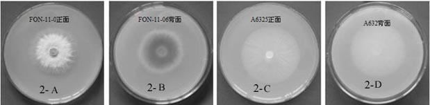Pathogenic fonagl3 gene of Fusarium wilt of watermelon, its deletion dna fragment, deletion mutant and application thereof