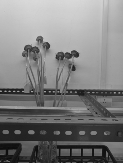 In-vitro hybridization method for gerbera jamesonii