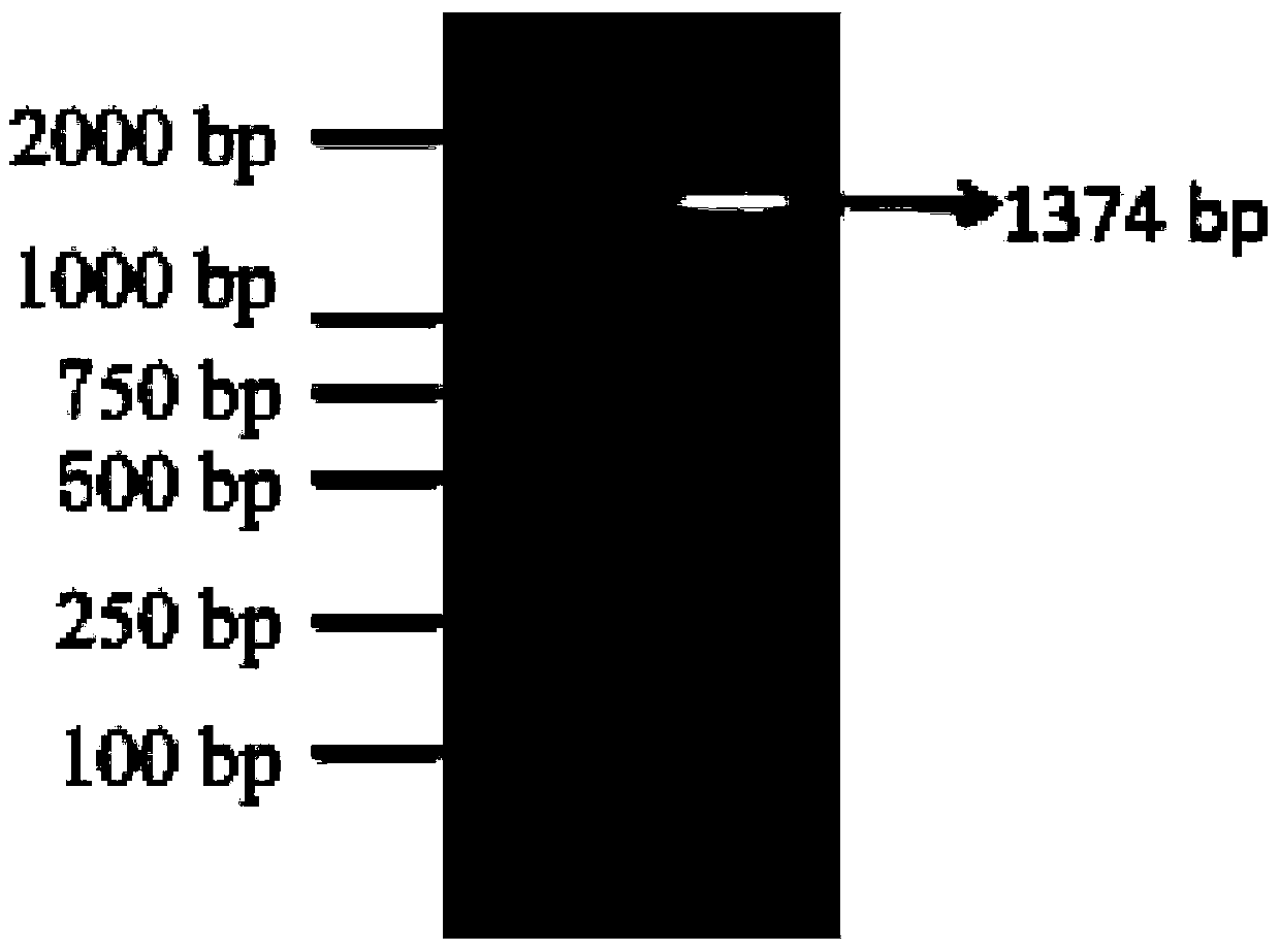 A kind of macrobrachium rosenbergii estrogen-related receptor gene err and its application