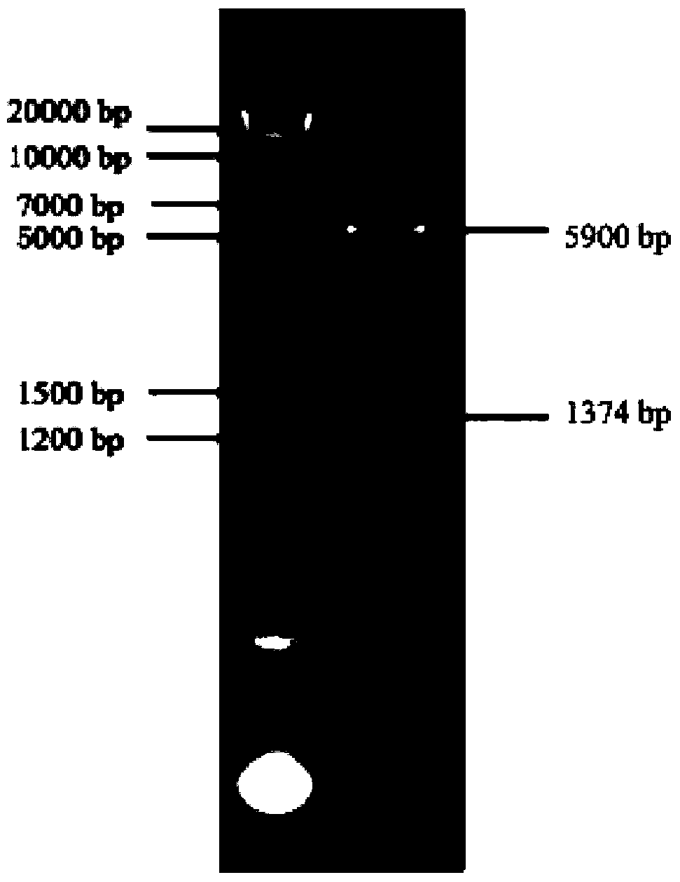 A kind of macrobrachium rosenbergii estrogen-related receptor gene err and its application