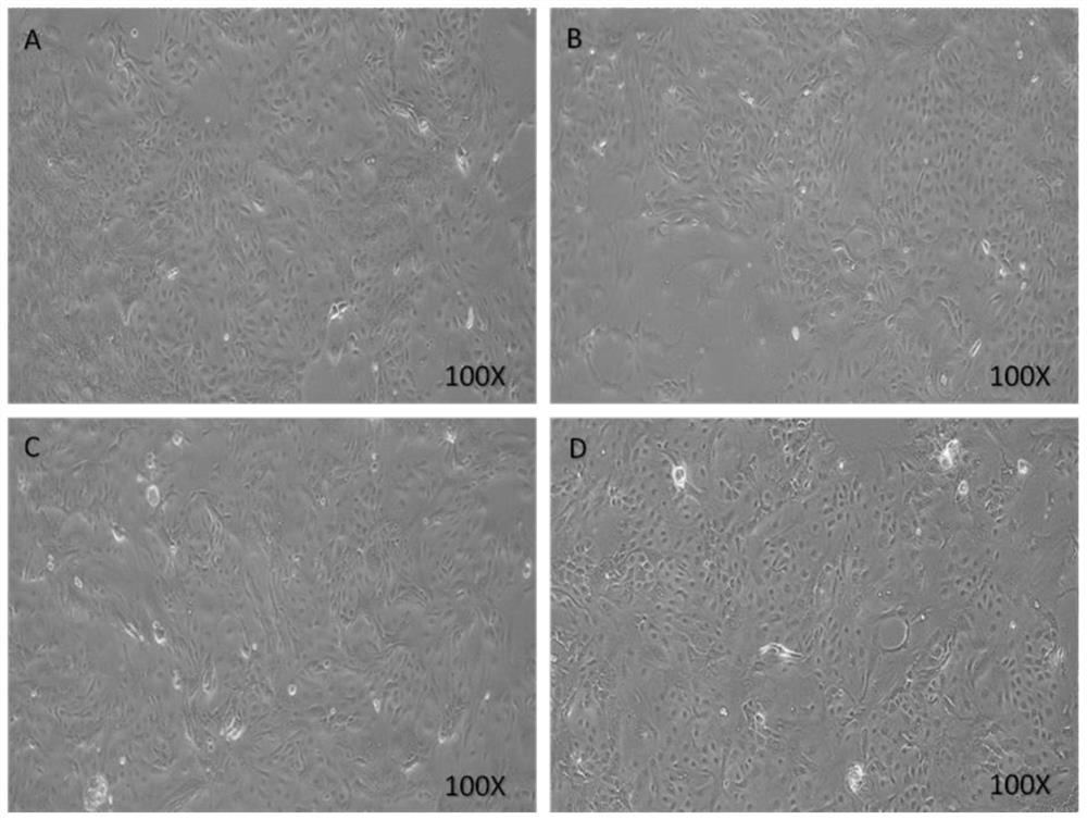 Method for primary isolated culture of porcine mammary epithelial cells (PMEC)
