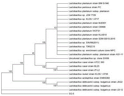 Lactobacillus plantarum SG5 for producing gamma-aminobutyric acid