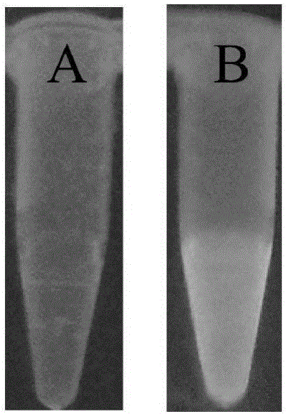 Catalase fluorescence detection method based on gold nanocluster probe