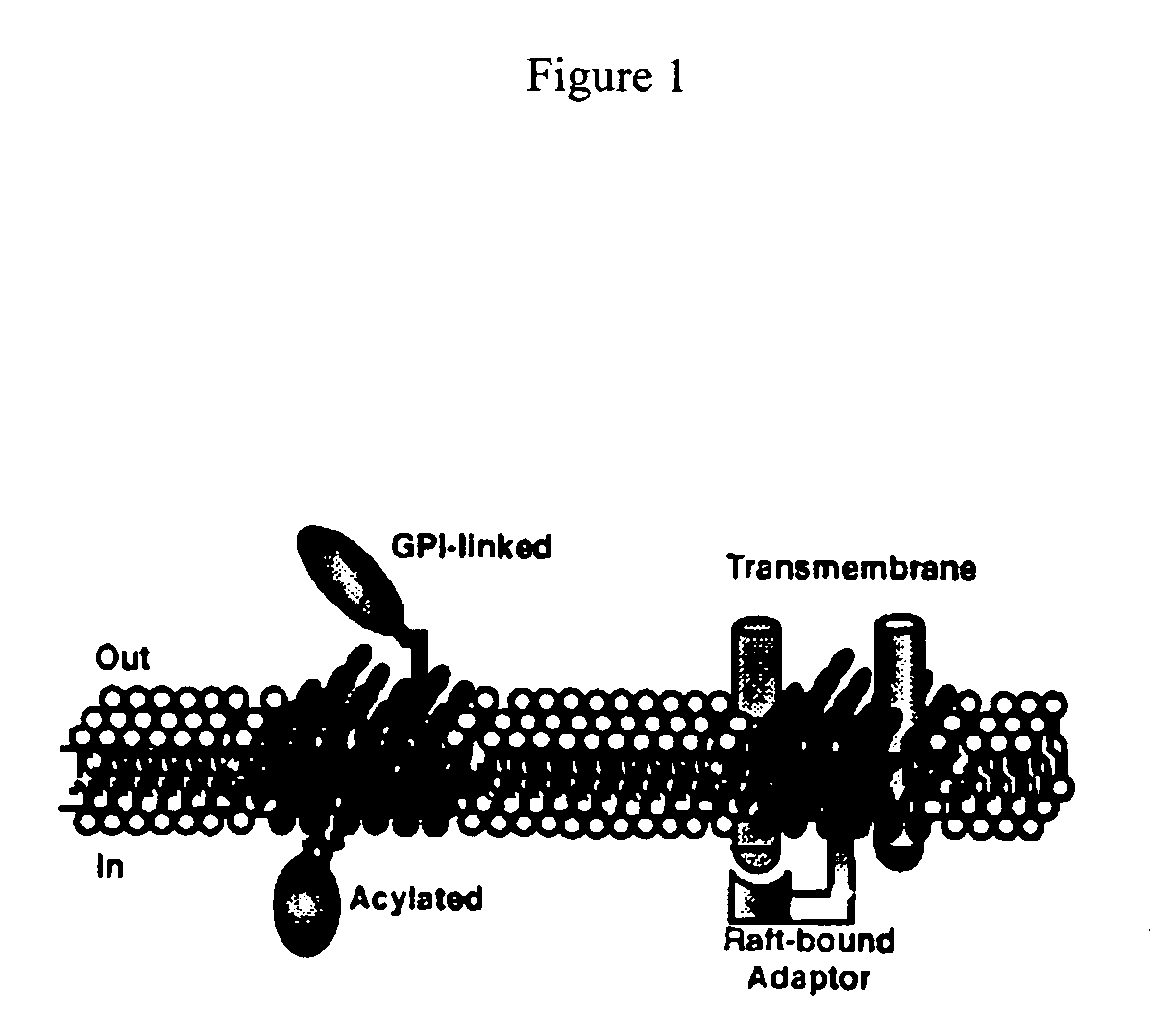 Prevention of hiv-1 infection by inhibition of rho-mediated reorganization and/or content alteration of cell membrane raft