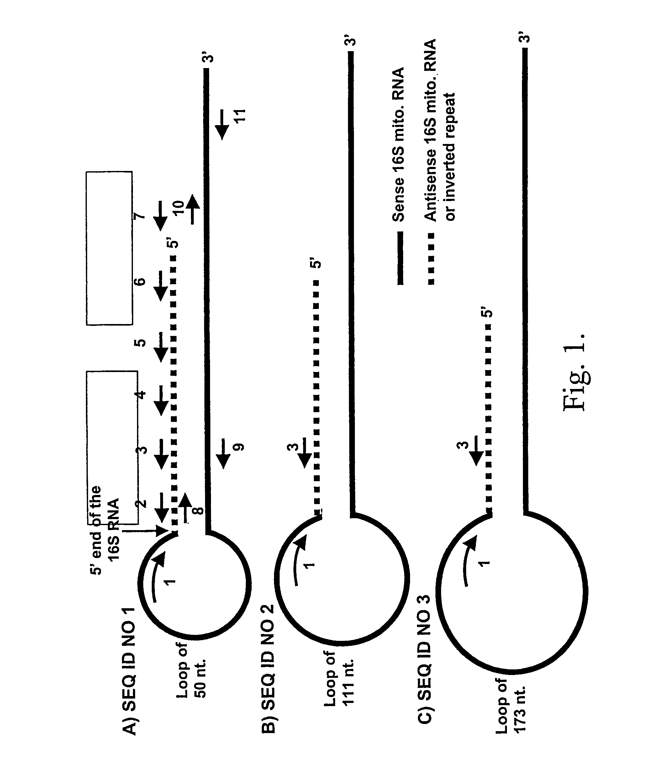 Markers for pre-cancer and cancer cells and the method to interfere with cell proliferation therein