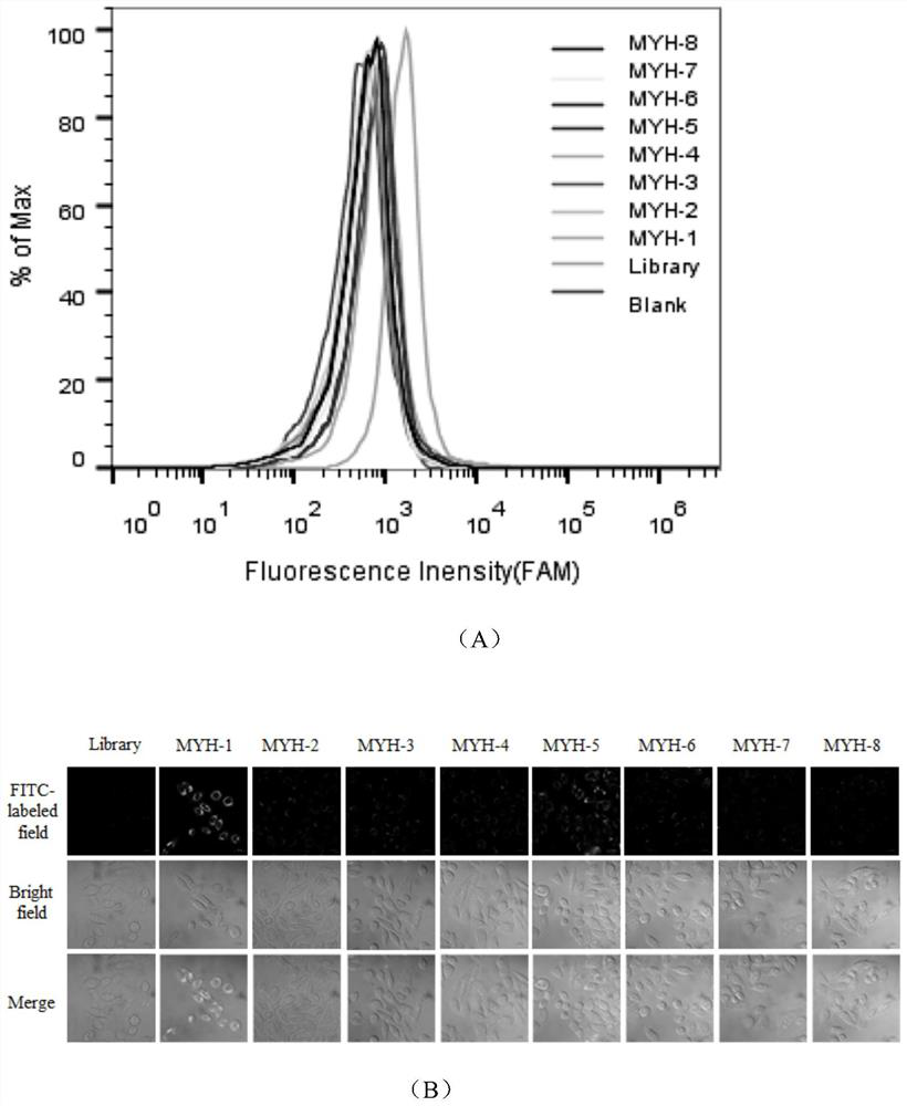 Colon cancer nucleic acid aptamer obtained by rapid screening of tissue samples and application of colon cancer nucleic acid aptamer to detection preparation
