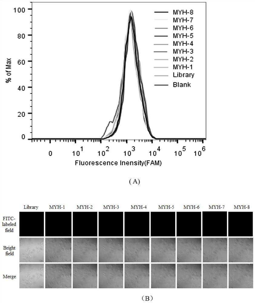 Colon cancer nucleic acid aptamer obtained by rapid screening of tissue samples and application of colon cancer nucleic acid aptamer to detection preparation