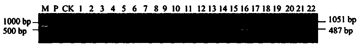 Glyphosate-resistant gene, special expression vector and application of glyphosate-resistant gene to preparation of glyphosate-resistant transgenic wheat