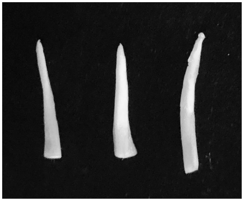 Chromosome and karyotype analysis method taking pitaya stem tip as material