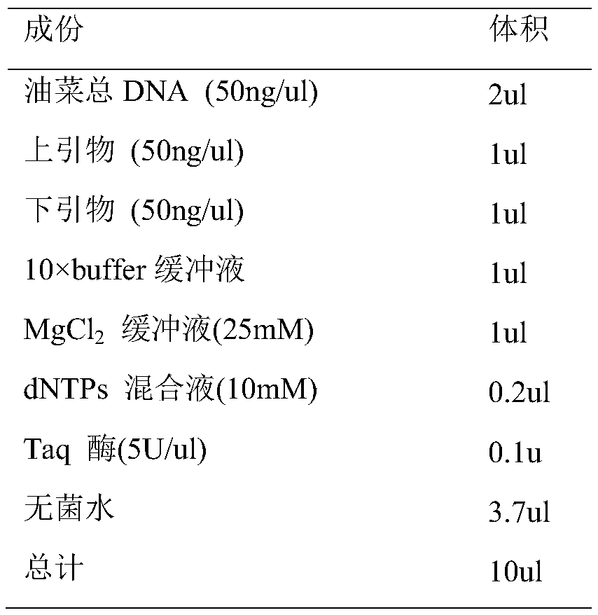 Molecular marker CNU288 primer of rape grain weight trait main effect gene locus and application