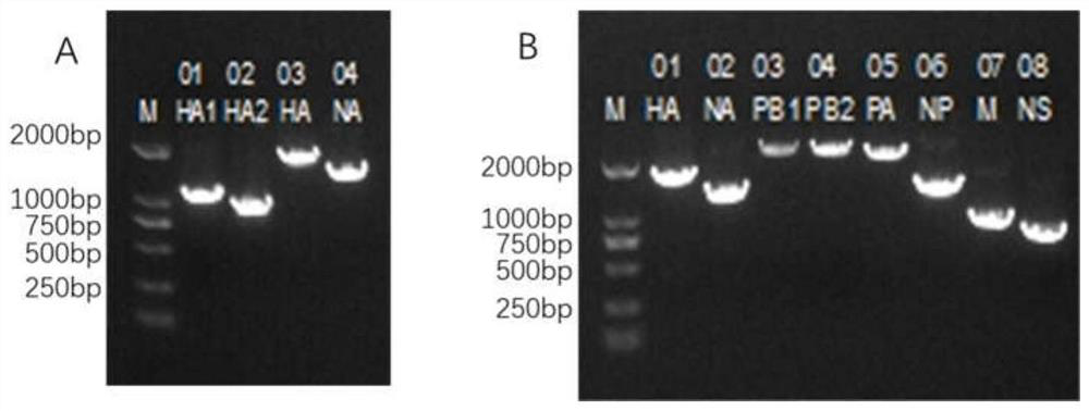 Artificially recombined h7n9 influenza virus and its preparation method and application