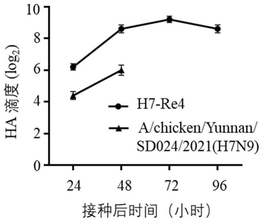 Artificially recombined h7n9 influenza virus and its preparation method and application