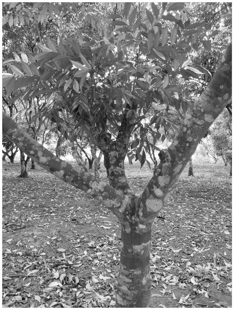 Method for renewing old randia cochinchinensis trees