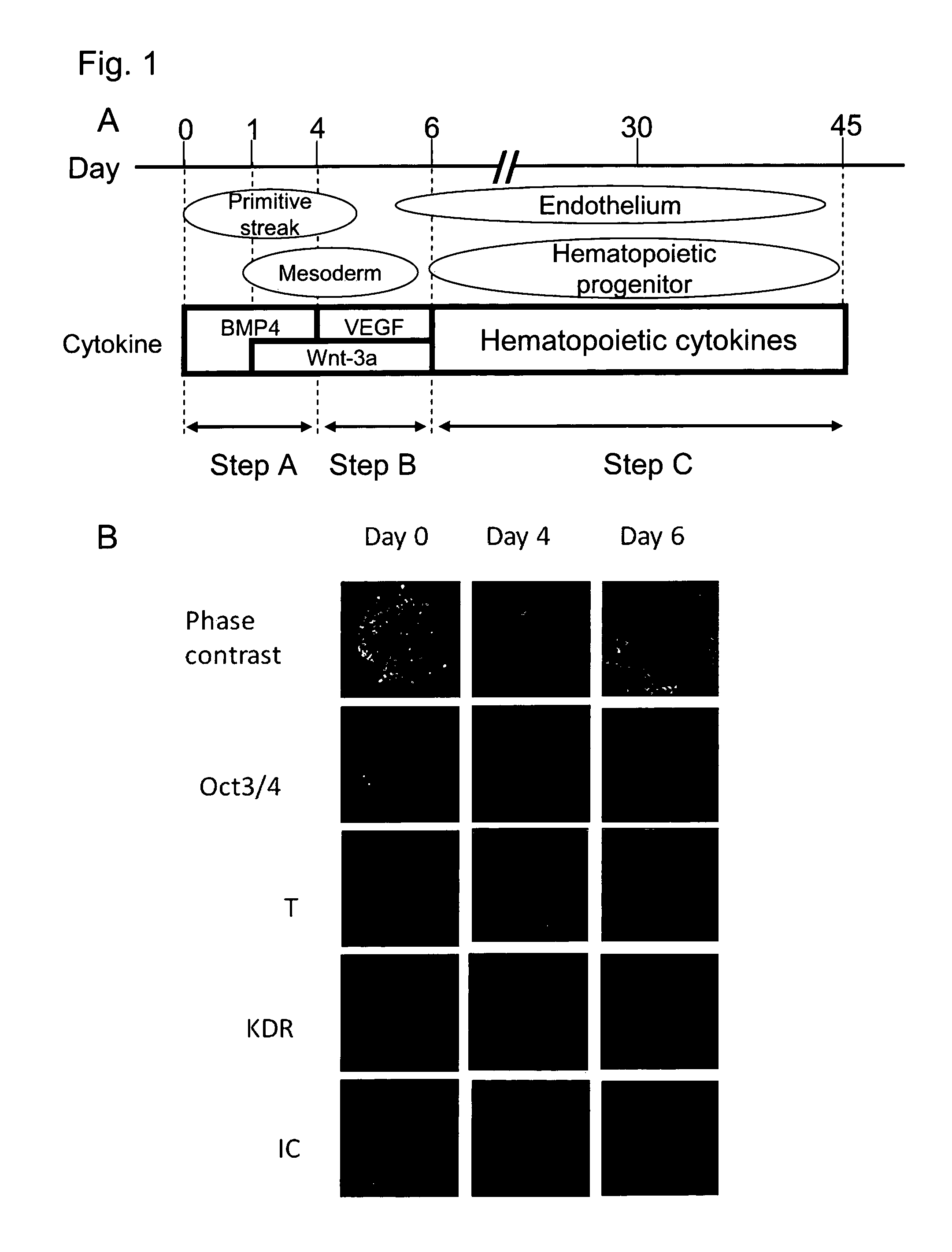 Method for producing mesodermal cells by culturing under adherent conditions and without co-culture with cells from a different species in a serum-free medium