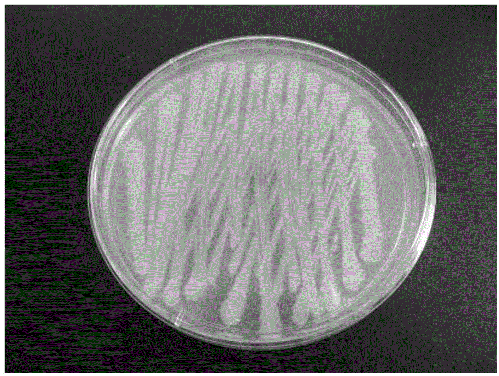 Bacillus thuringiensis for preventing and controlling bradysia odoriphaga, and application of bacillus thuringiensis