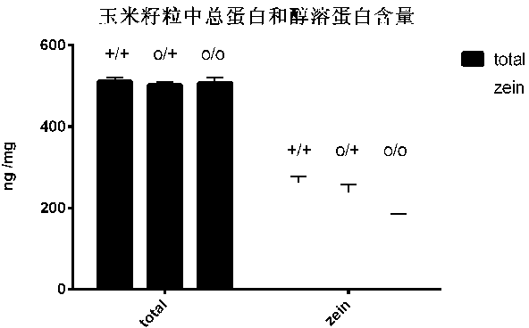 Molecular mark for detection of Zea mays L. opaque mutant 5512G, and applications of same