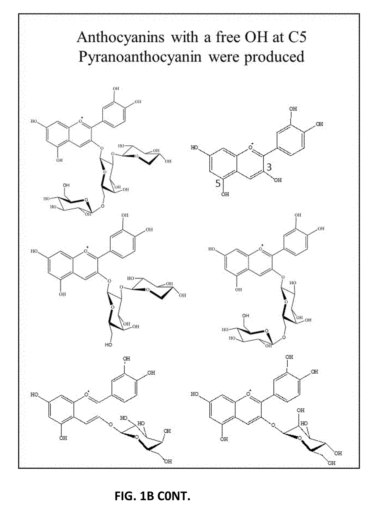 Formation of Stable Pyranoanthocyanins, and Uses Thereof as Sources of Natural Color