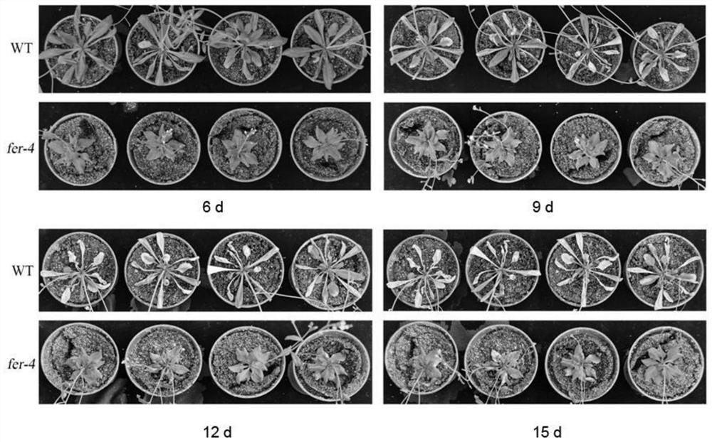 Application of kinase inhibitor Reversine in improving bacterial wilt resistance of plants