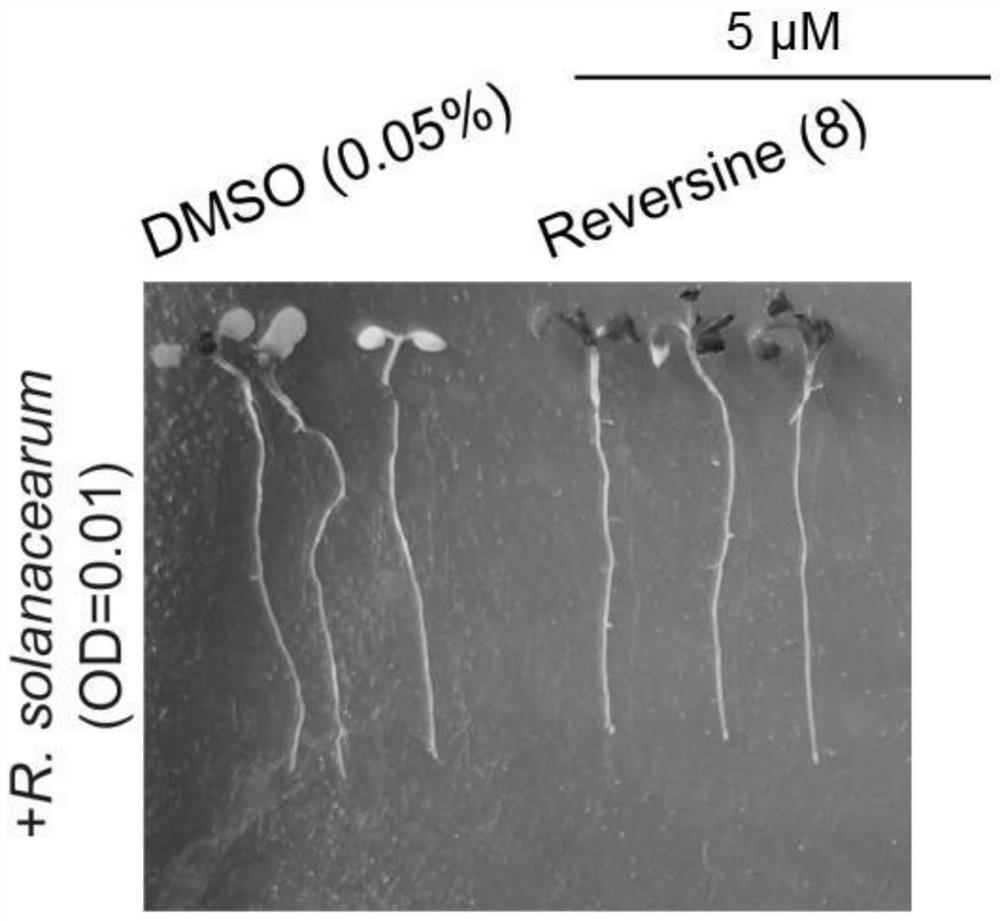 Application of kinase inhibitor Reversine in improving bacterial wilt resistance of plants