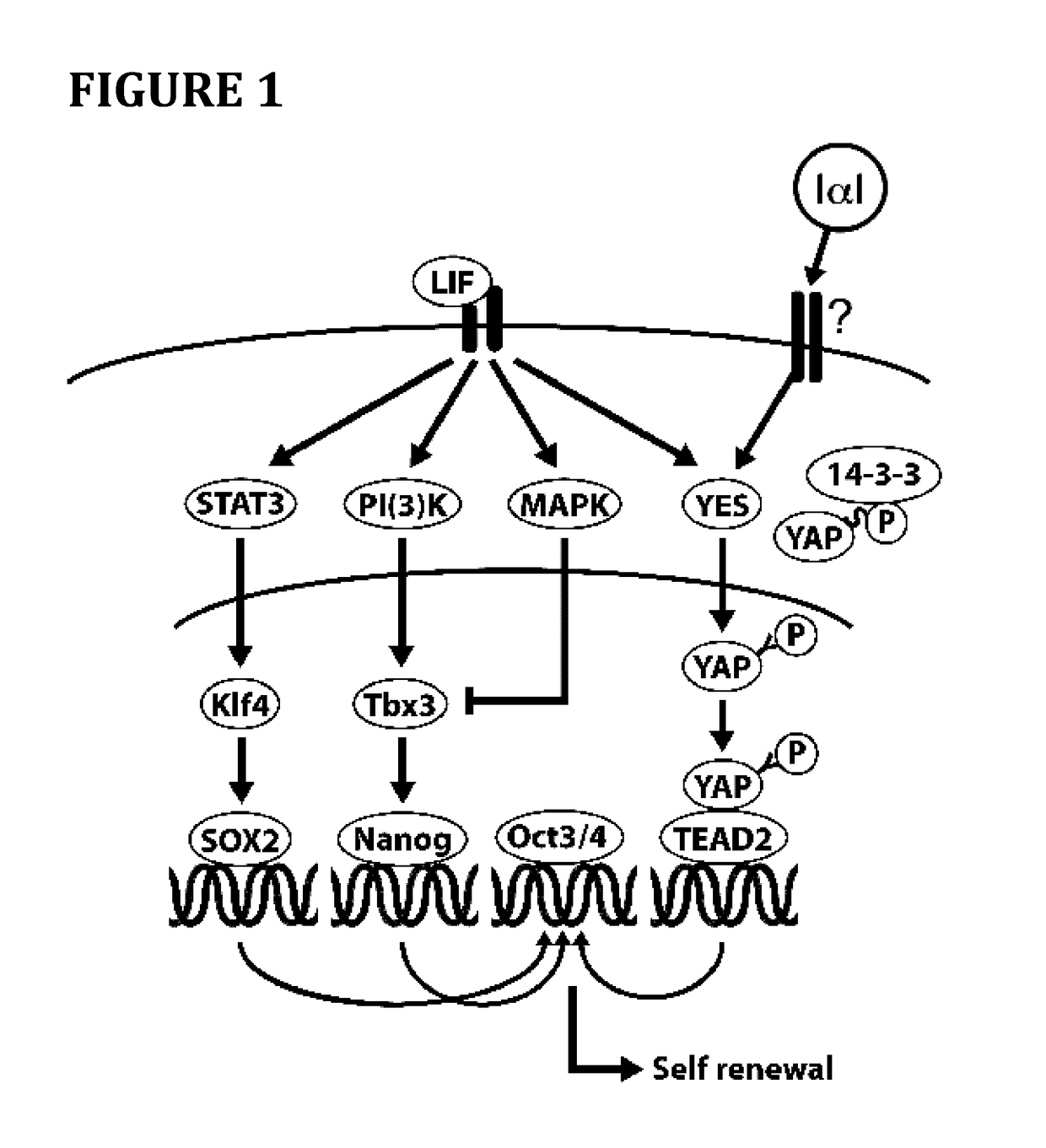 Method for cell culture