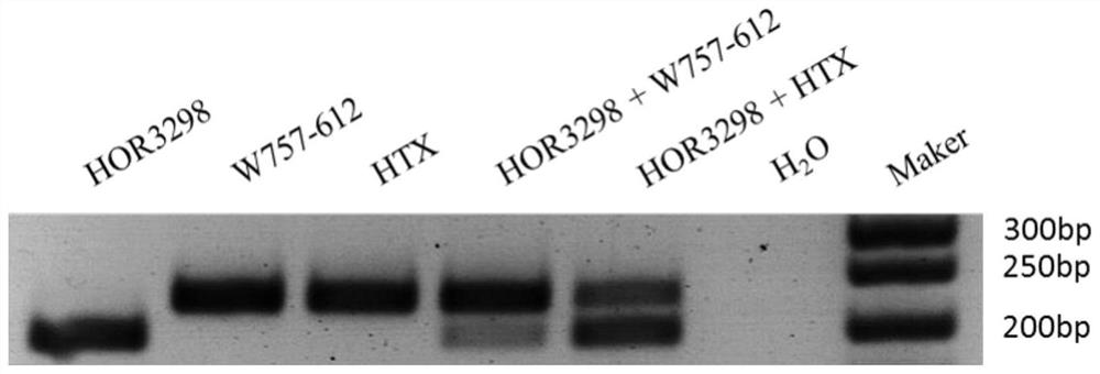 Barley yellow mosaic resistance gene eif4e  <sub>hor3298</sub> and its identification methods and applications