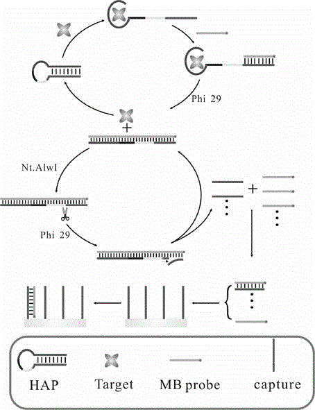 Aptamer-based biosensor for detecting penbritin and preparation method of aptamer-based biosensor