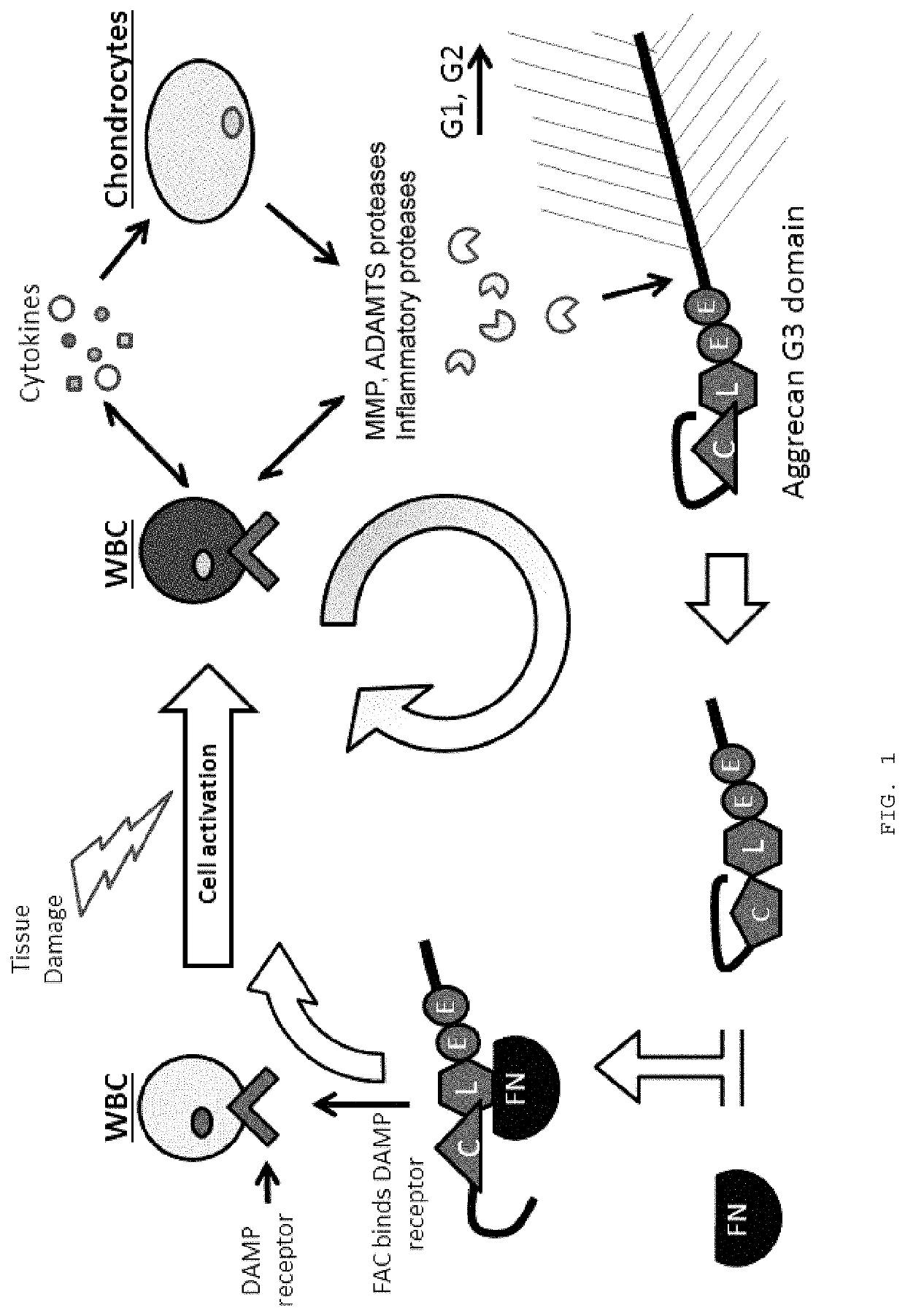 Therapeutic variant alpha-2-macroglobulin compositions