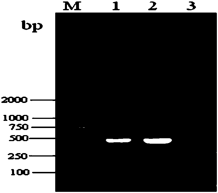 Screening method for porcine interferon inducer