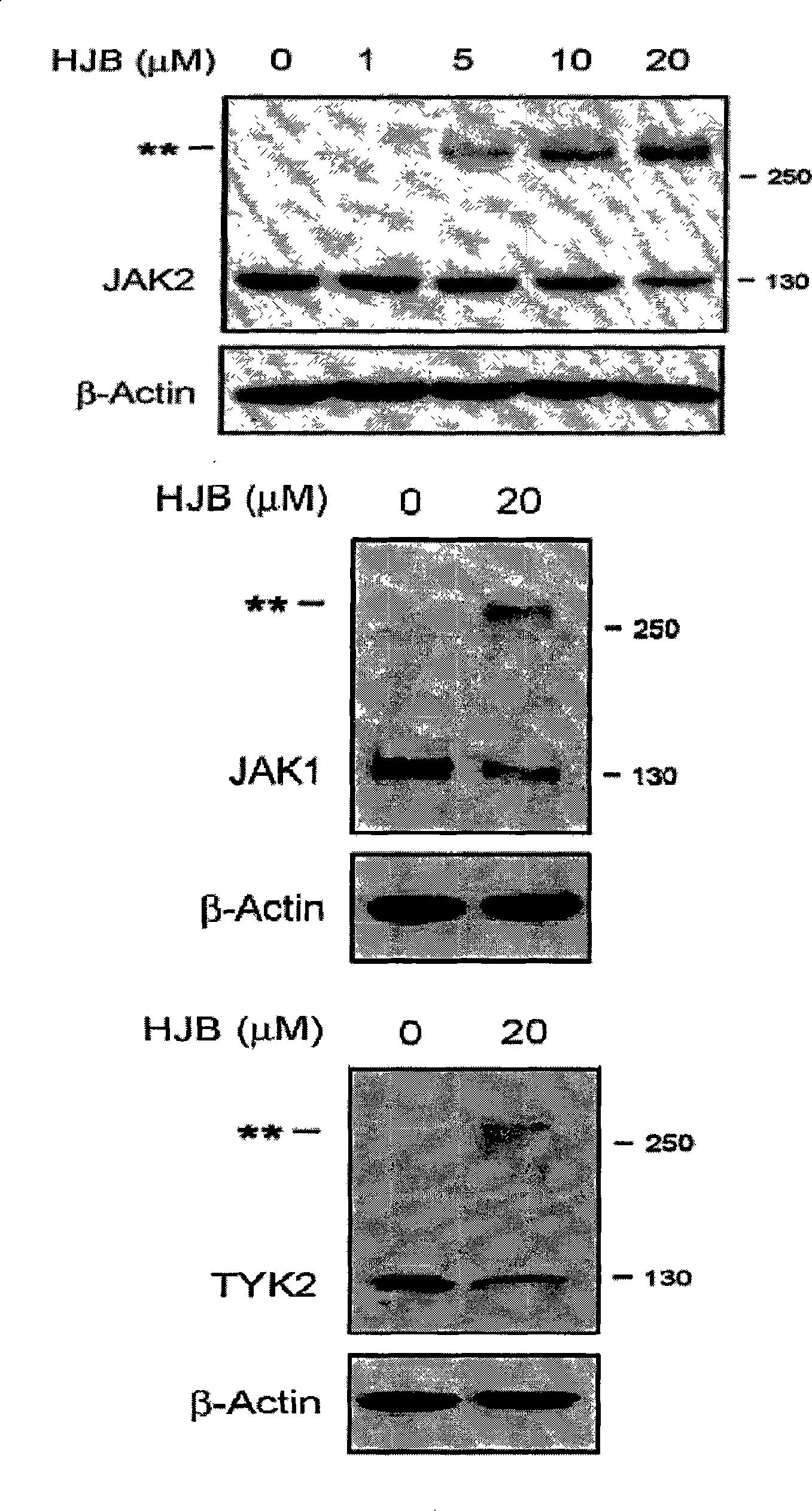 Application of diterpene ginkgolide