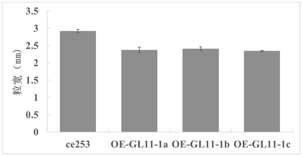 Encoding gene related to grain shape of common wild rice and application thereof