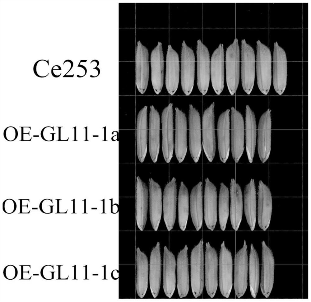 Encoding gene related to grain shape of common wild rice and application thereof